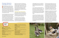 An Absolute Beginner's Guide to Keeping Backyard Chickens