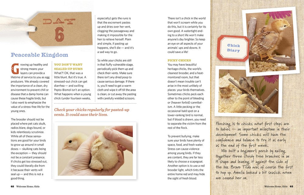 An Absolute Beginner's Guide to Keeping Backyard Chickens