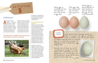 An Absolute Beginner's Guide to Keeping Backyard Chickens