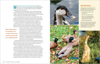 An Absolute Beginner's Guide to Raising Backyard Ducks
