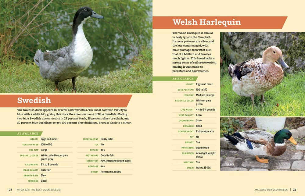 An Absolute Beginner's Guide to Raising Backyard Ducks