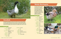 An Absolute Beginner's Guide to Raising Backyard Ducks