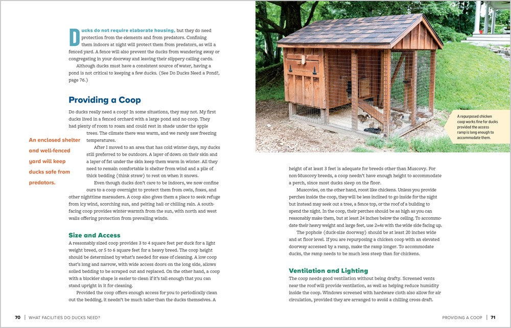 An Absolute Beginner's Guide to Raising Backyard Ducks