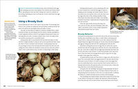 An Absolute Beginner's Guide to Raising Backyard Ducks