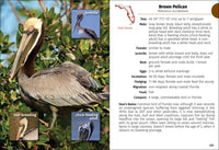 Birds of Florida Field Guide  (3rd Edition, Revised)