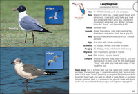 Birds of Florida Field Guide  (3rd Edition, Revised)