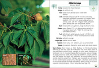 Trees of Indiana Field Guide