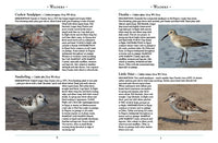 The Birds of Egypt and the Middle East