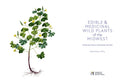 Edible and Medicinal Wild Plants of the Midwest
