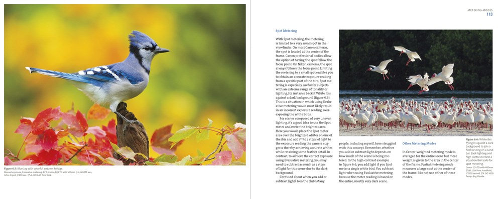 Mastering Bird Photography