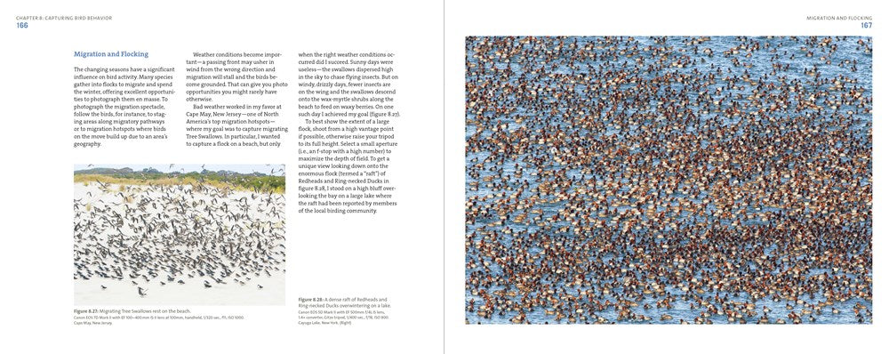 Mastering Bird Photography