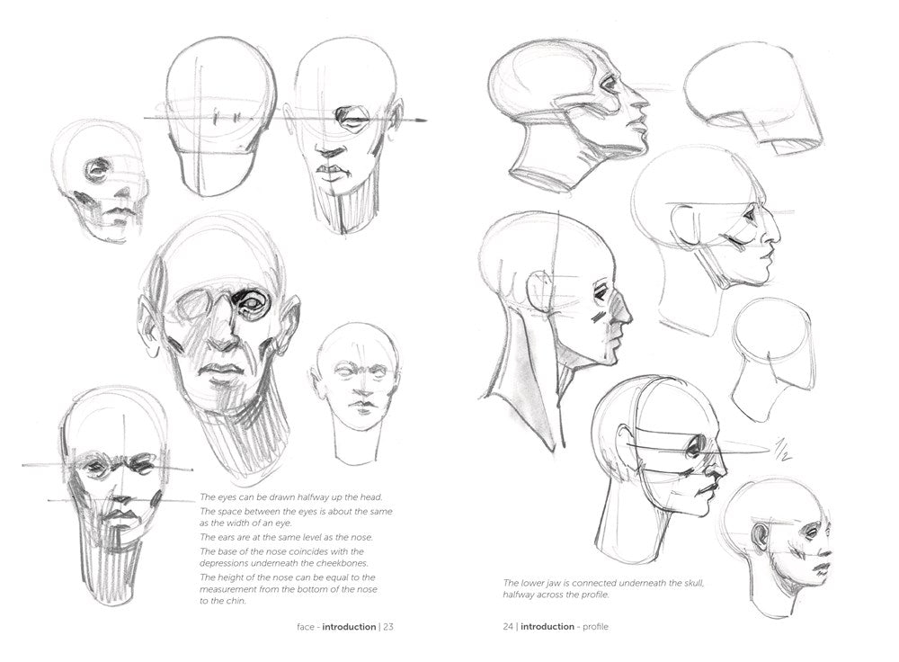 Morpho: Simplified Forms : Anatomy for Artists