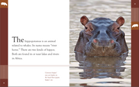 Hippopotamuses