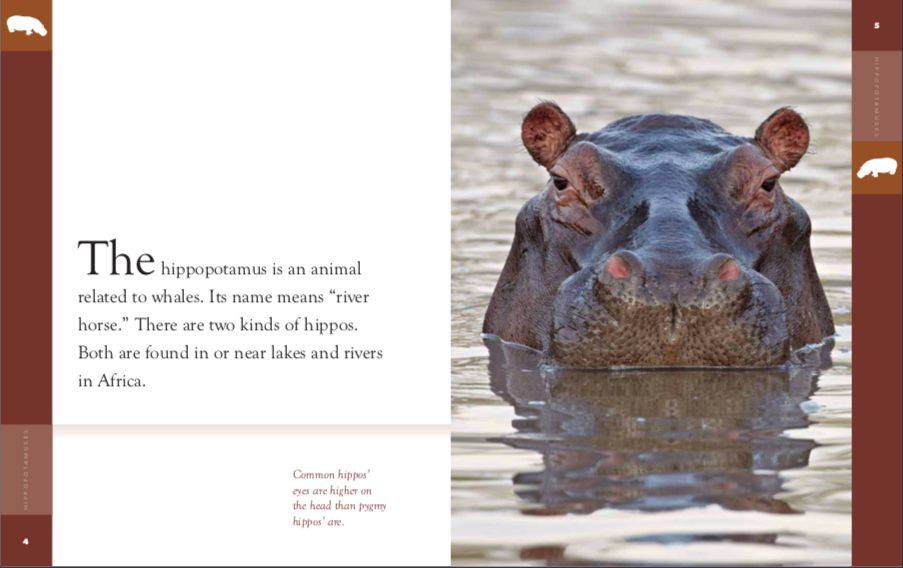Hippopotamuses