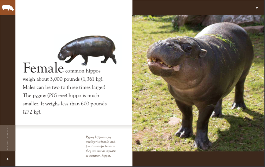Hippopotamuses