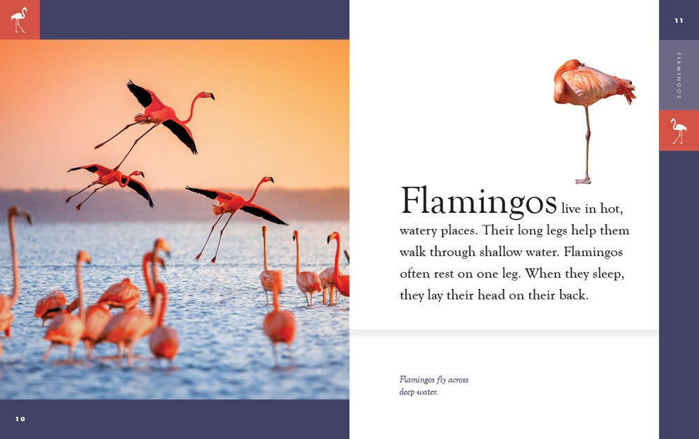 Flamingos