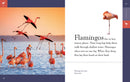 Flamingos