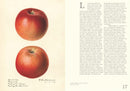 An Illustrated Catalog of American Fruits & Nuts