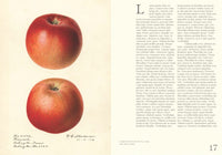 An Illustrated Catalog of American Fruits & Nuts
