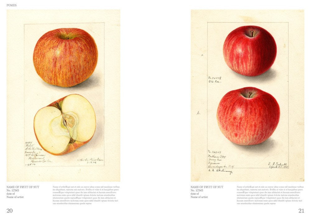 An Illustrated Catalog of American Fruits & Nuts