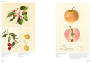 An Illustrated Catalog of American Fruits & Nuts