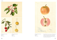 An Illustrated Catalog of American Fruits & Nuts