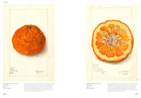 An Illustrated Catalog of American Fruits & Nuts