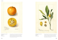 An Illustrated Catalog of American Fruits & Nuts