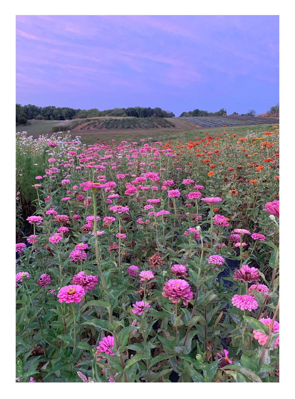 Small Farm, Big Dreams