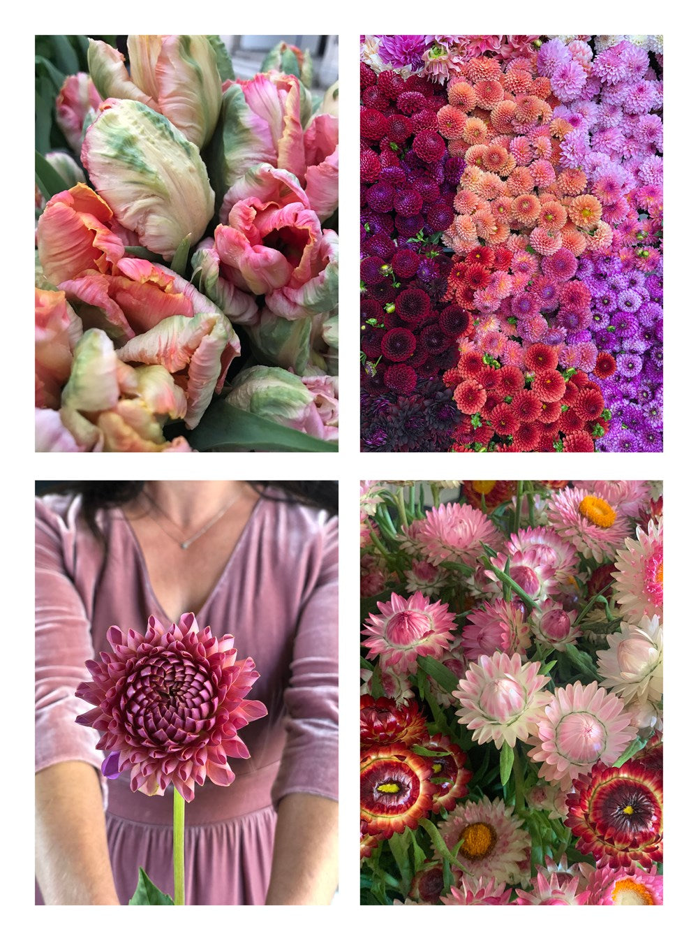 Small Farm, Big Dreams