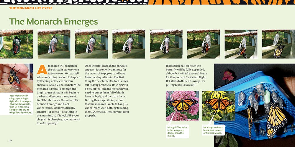 How to Raise Monarch Butterflies: A Step-by-Step Guide for Kids