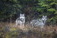 The Kootenay Wolves