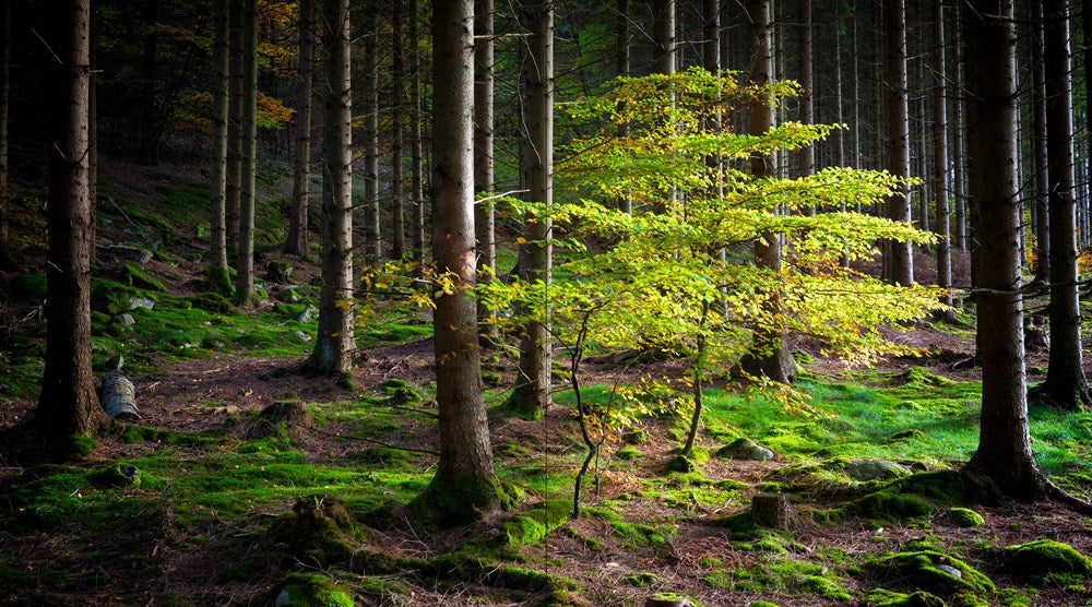 The Hidden Life of Trees: The Illustrated Edition