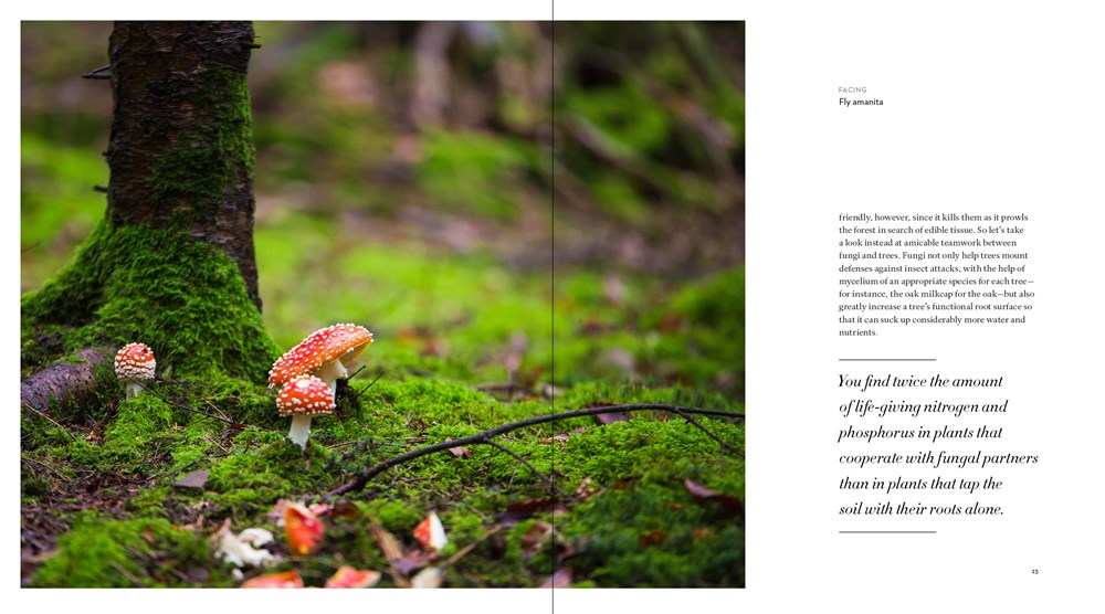 The Hidden Life of Trees: The Illustrated Edition