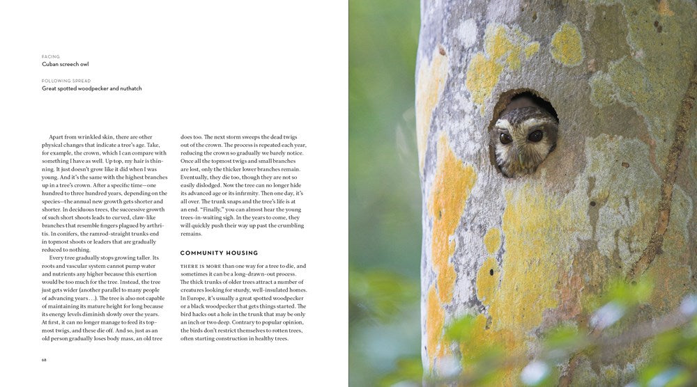 The Hidden Life of Trees: The Illustrated Edition