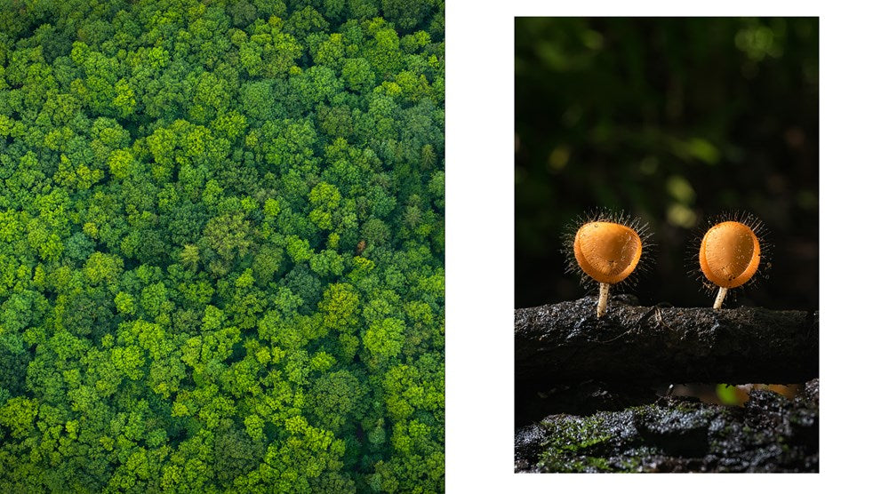 The Hidden Life of Trees: The Illustrated Edition