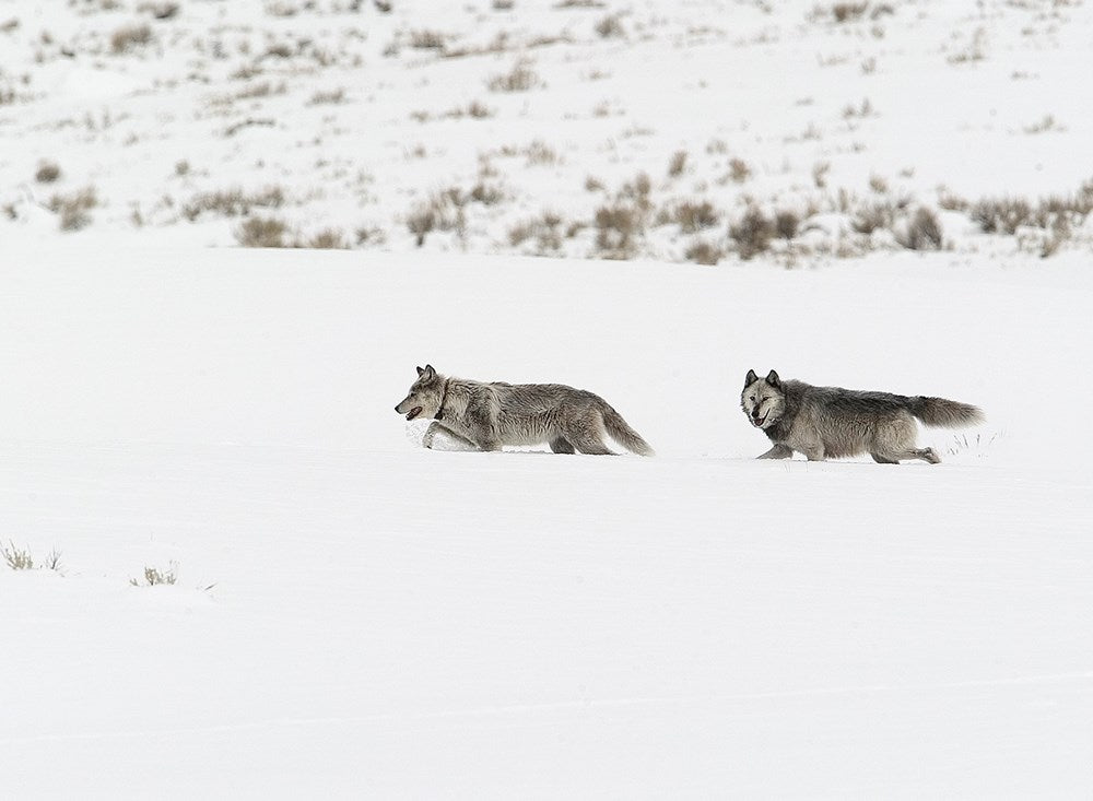 The Alpha Female Wolf