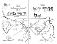 The Alpha Female Wolf