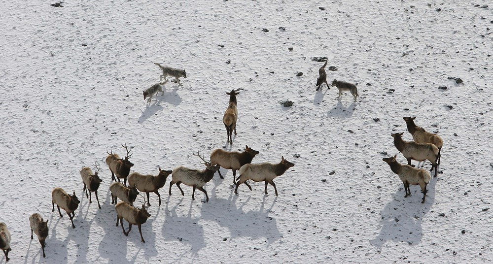 The Reign of Wolf 21