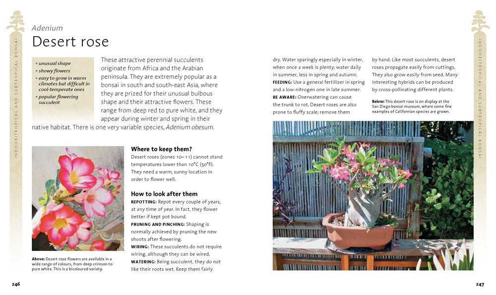 The Bonsai Beginner's Bible