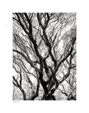 Wild Horses of Cumberland Island