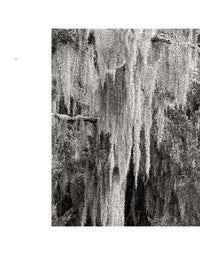 Wild Horses of Cumberland Island