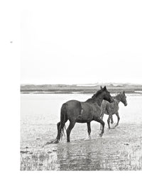 Wild Horses of Cumberland Island