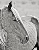 Wild Horses of Cumberland Island