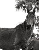 Wild Horses of Cumberland Island