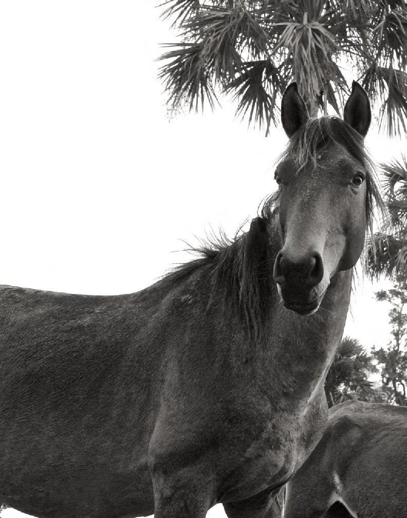 Wild Horses of Cumberland Island