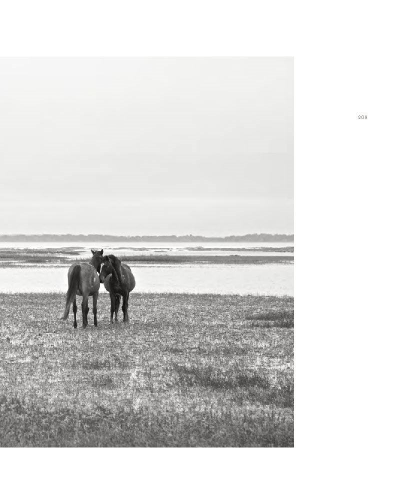 Wild Horses of Cumberland Island