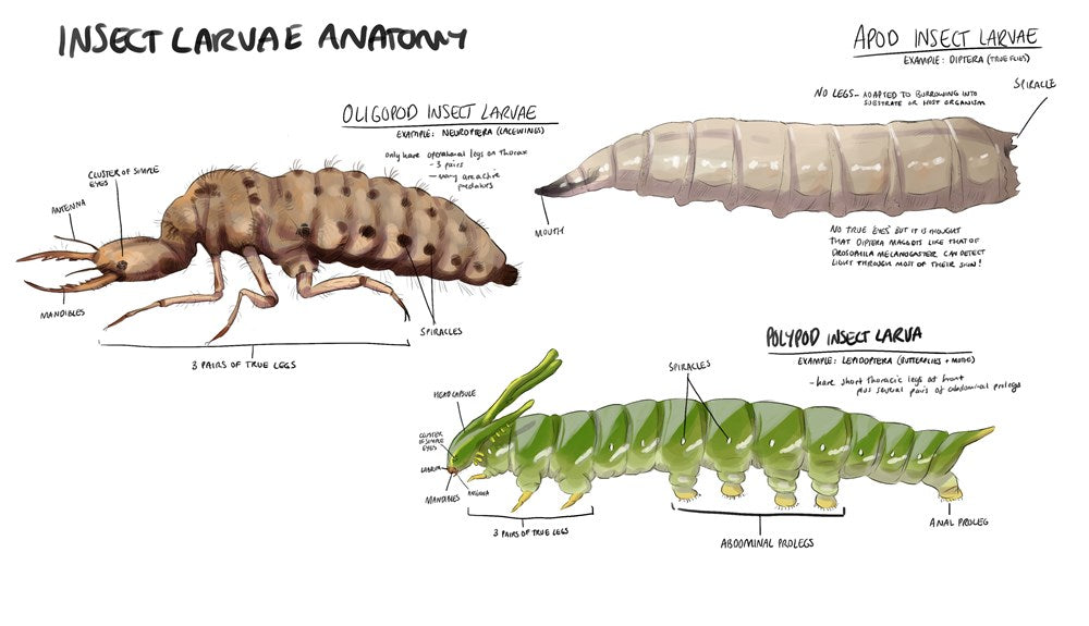 Fundamentals of Creature Design
