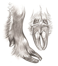 Fundamentals of Creature Design