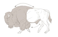 Fundamentals of Creature Design